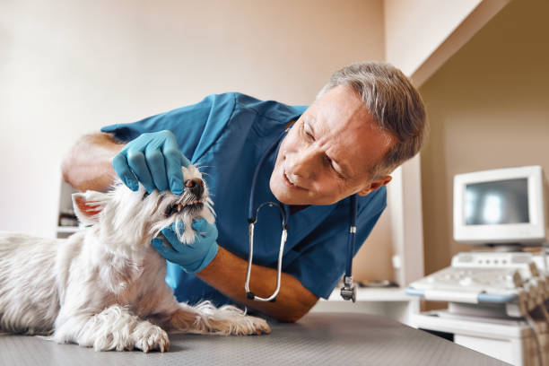 Best Walk-In Emergency Dental Services in West Fairview, PA